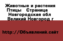 Животные и растения Птицы - Страница 3 . Новгородская обл.,Великий Новгород г.